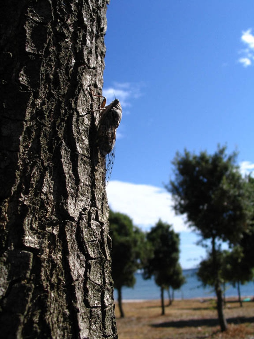 Škržad na plaži. by