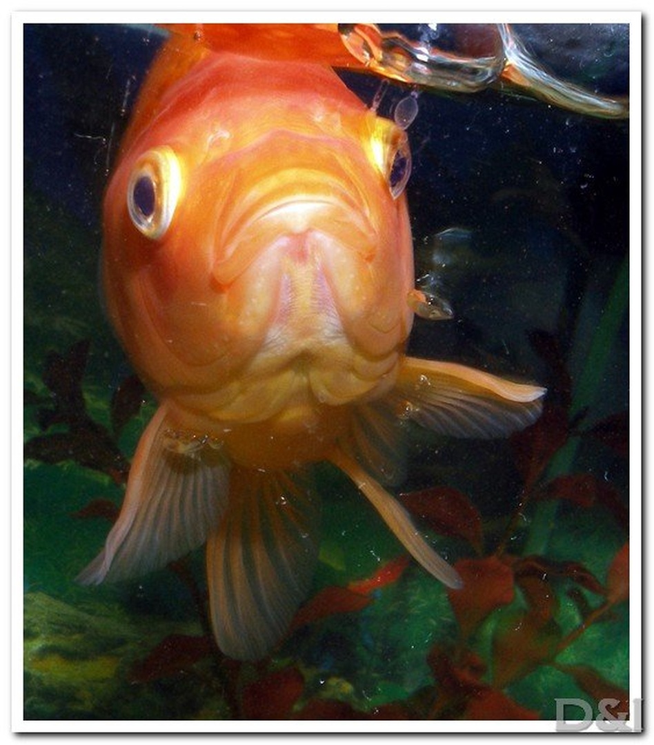 Goldy by D&I