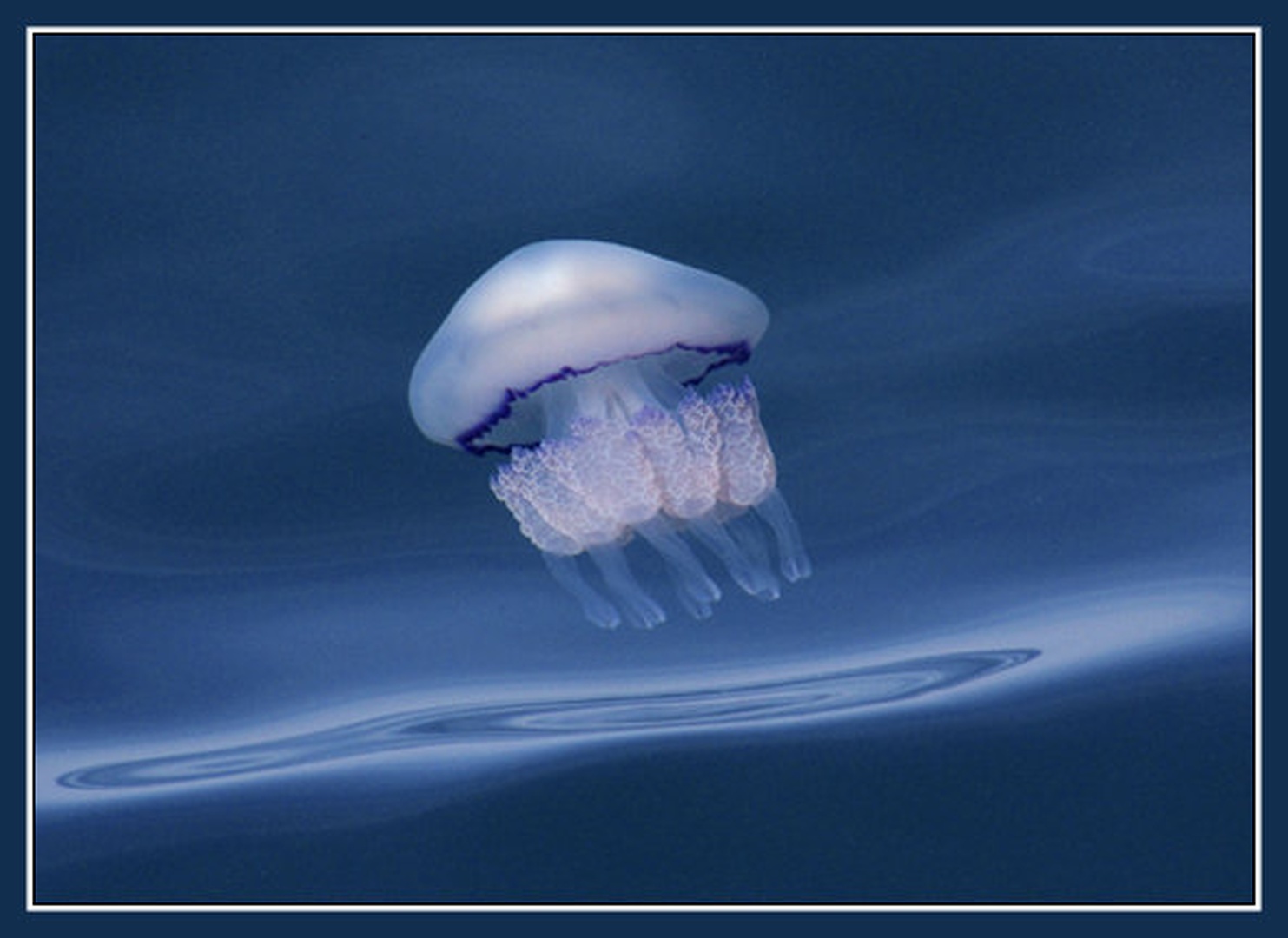 Meduza by