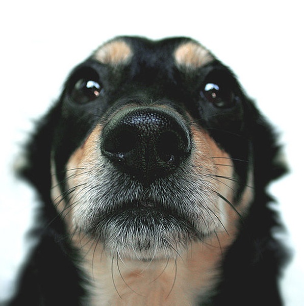 Laika by Barbi Gracner