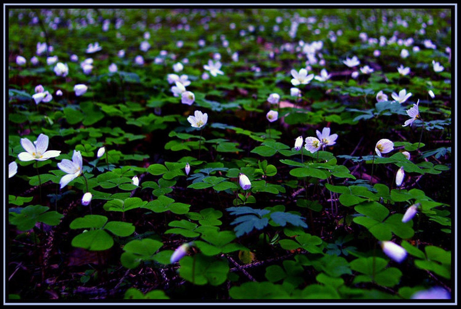 SRAJČICE by rox17@email.si