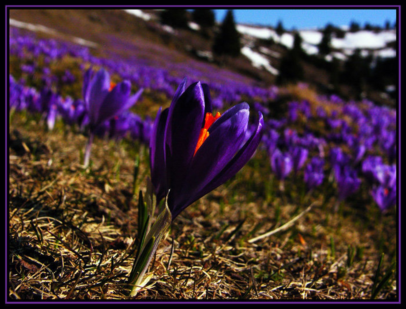 Spodlesek by rox17@email.si