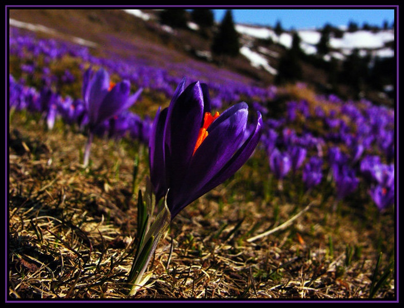 Spodlesek by rox17@email.si