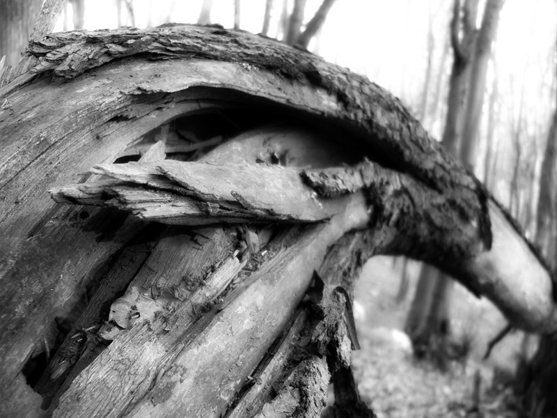 Twisted by strashny