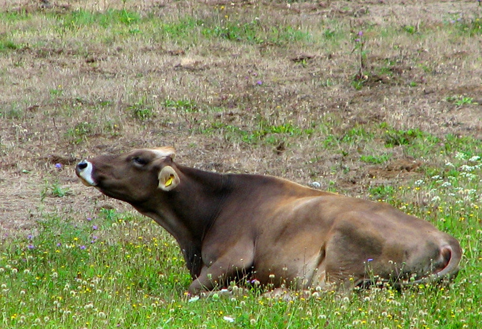 Muuuu by miha