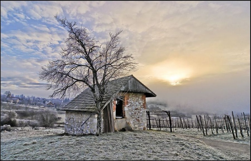 Jutro v vinogradu by Andrej N