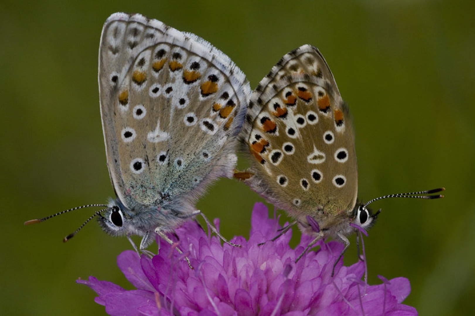 Love by rok premrov