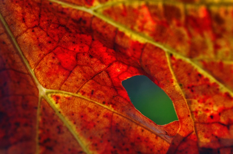 Green eye by fisheye