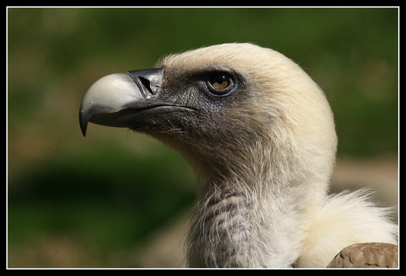 ¸Beloglavi jastreb - Gyps fulvus by Mitja Ciglar