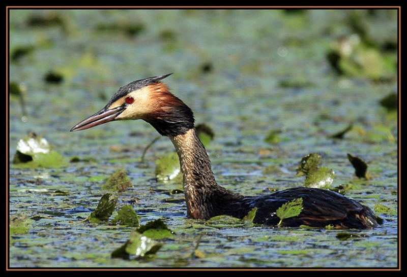 Čopasti ponirek - Podiceps cristatus by Mitja Ciglar