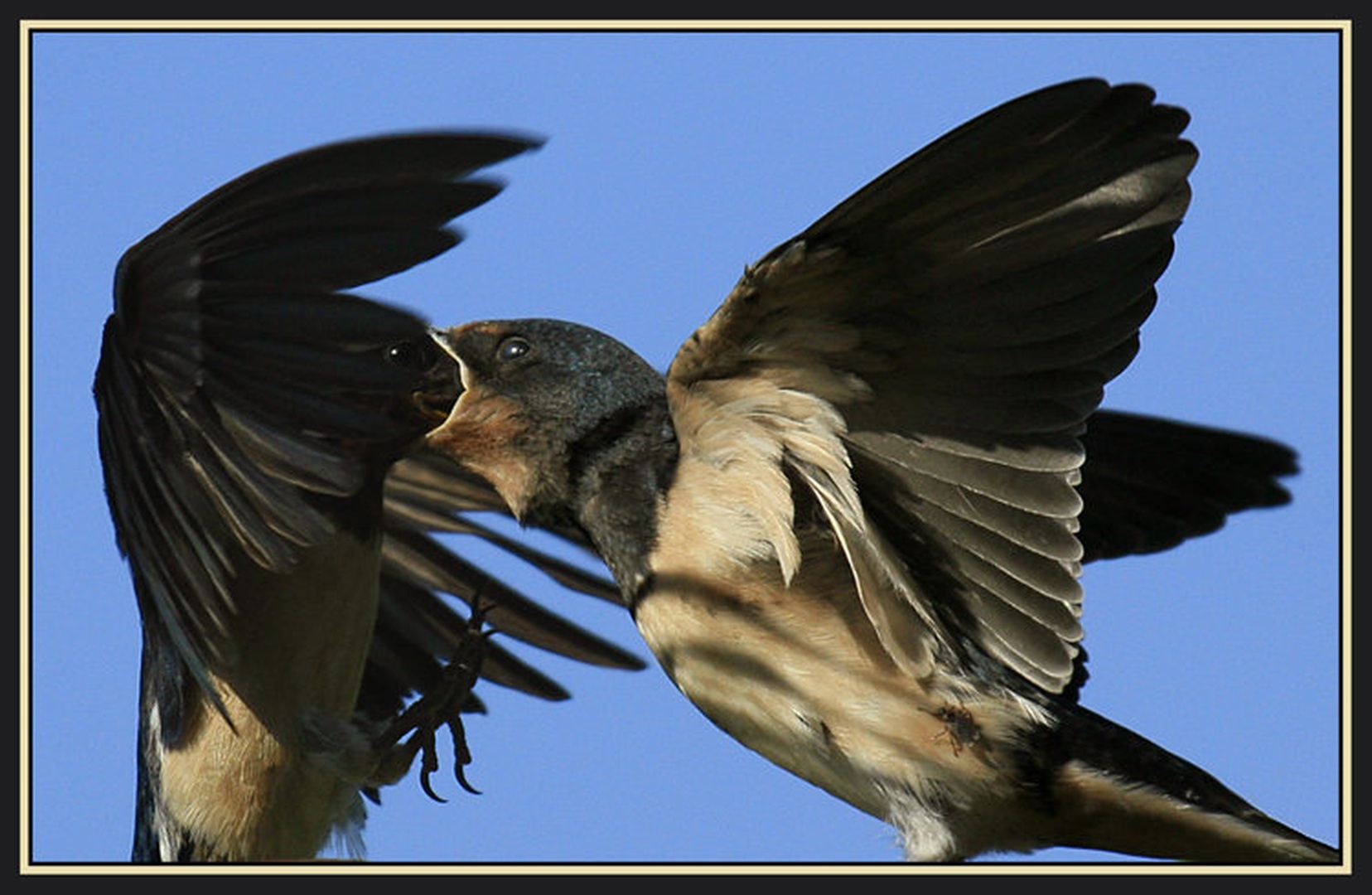 '' Ne me požreti !! '' by Mitja Ciglar