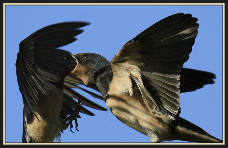 '' Ne me požreti !! '' by Mitja Ciglar