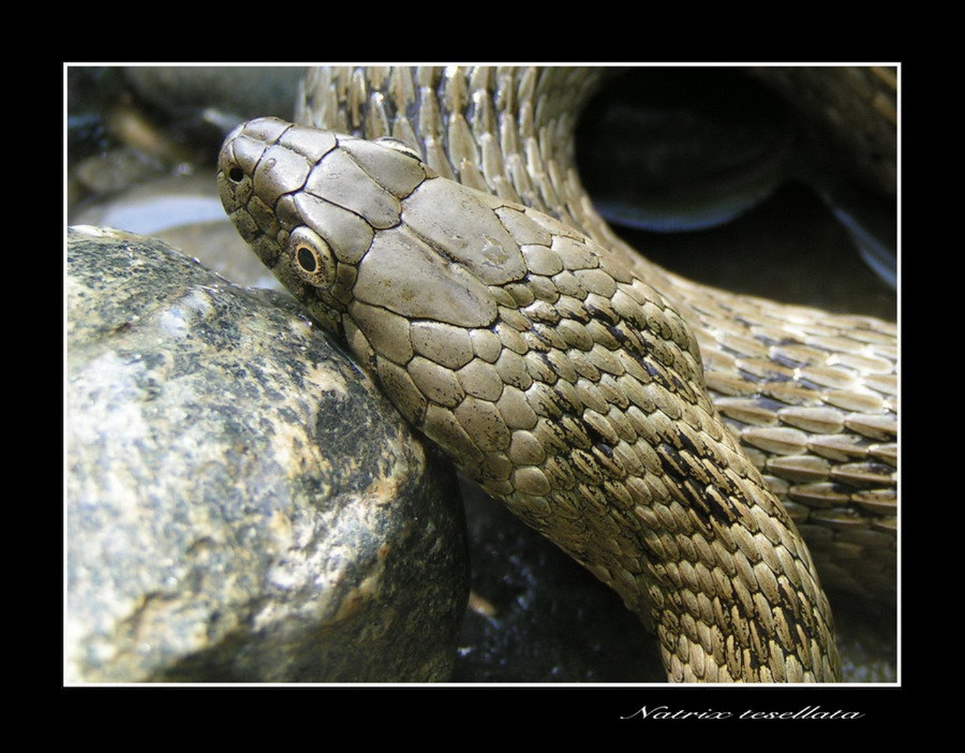 platina by Peter Mlakar