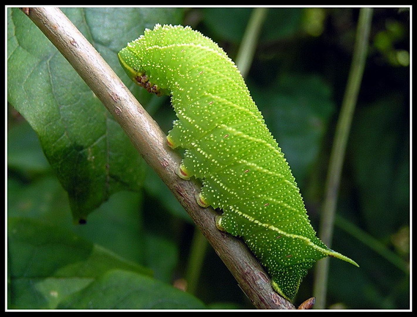 caterpillar by Peter Mlakar