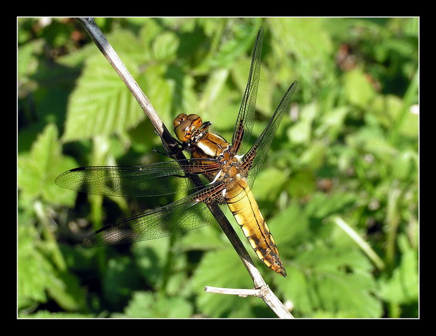 Dragonfly by Peter Mlakar