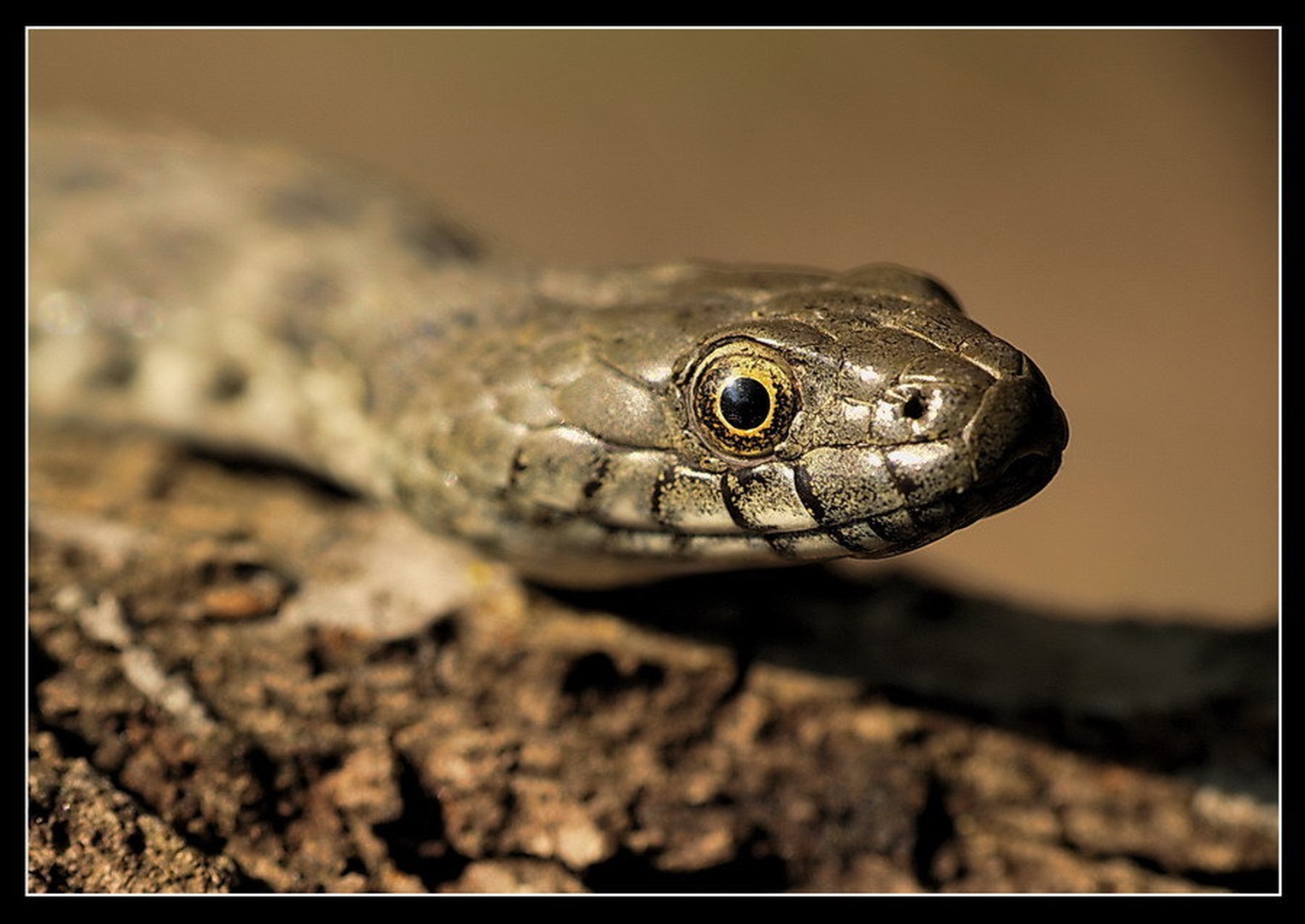 snake by Peter Mlakar