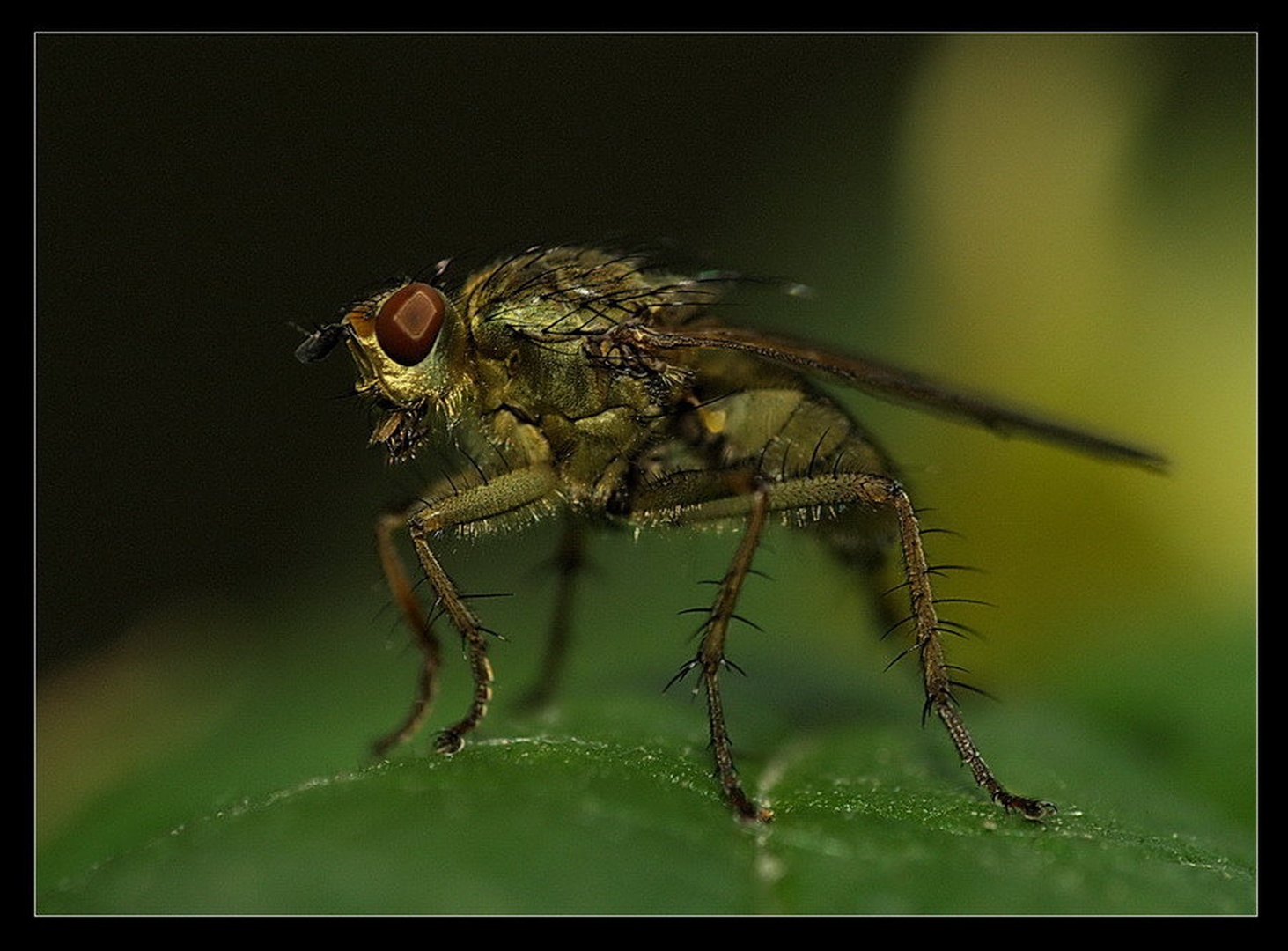 Fly by Peter Mlakar