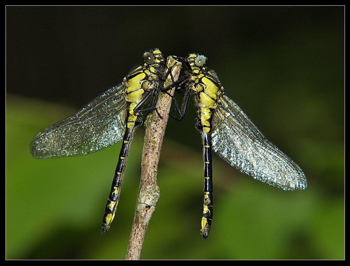 Duet by Peter Mlakar