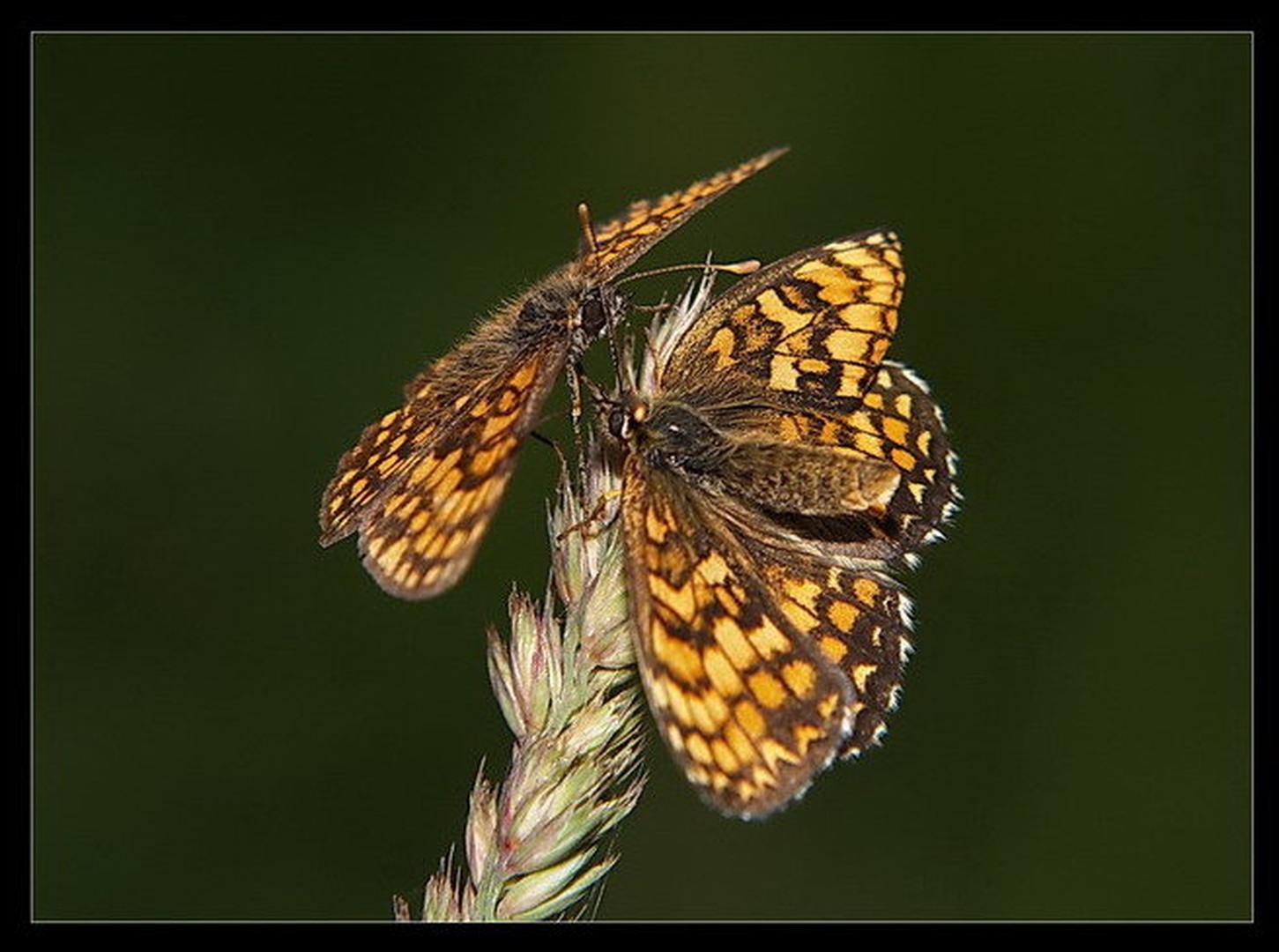 Love dance by Peter Mlakar