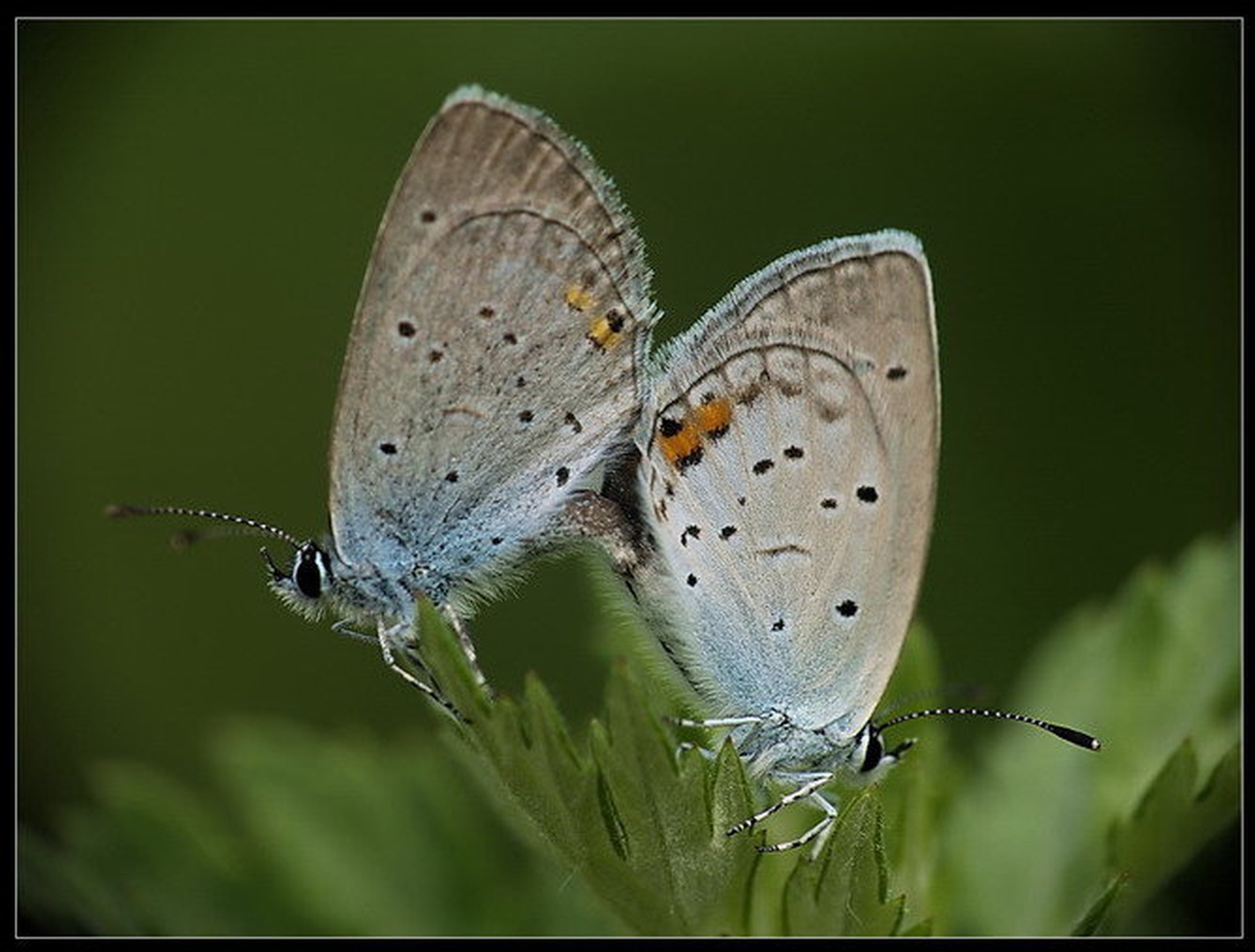 Butterfly love by Peter Mlakar