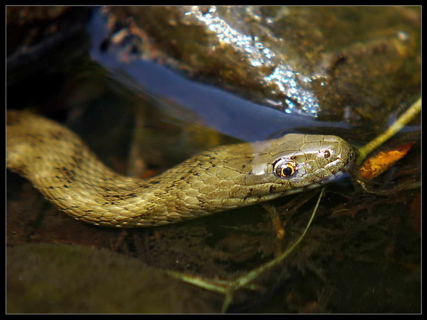 Snake by Peter Mlakar
