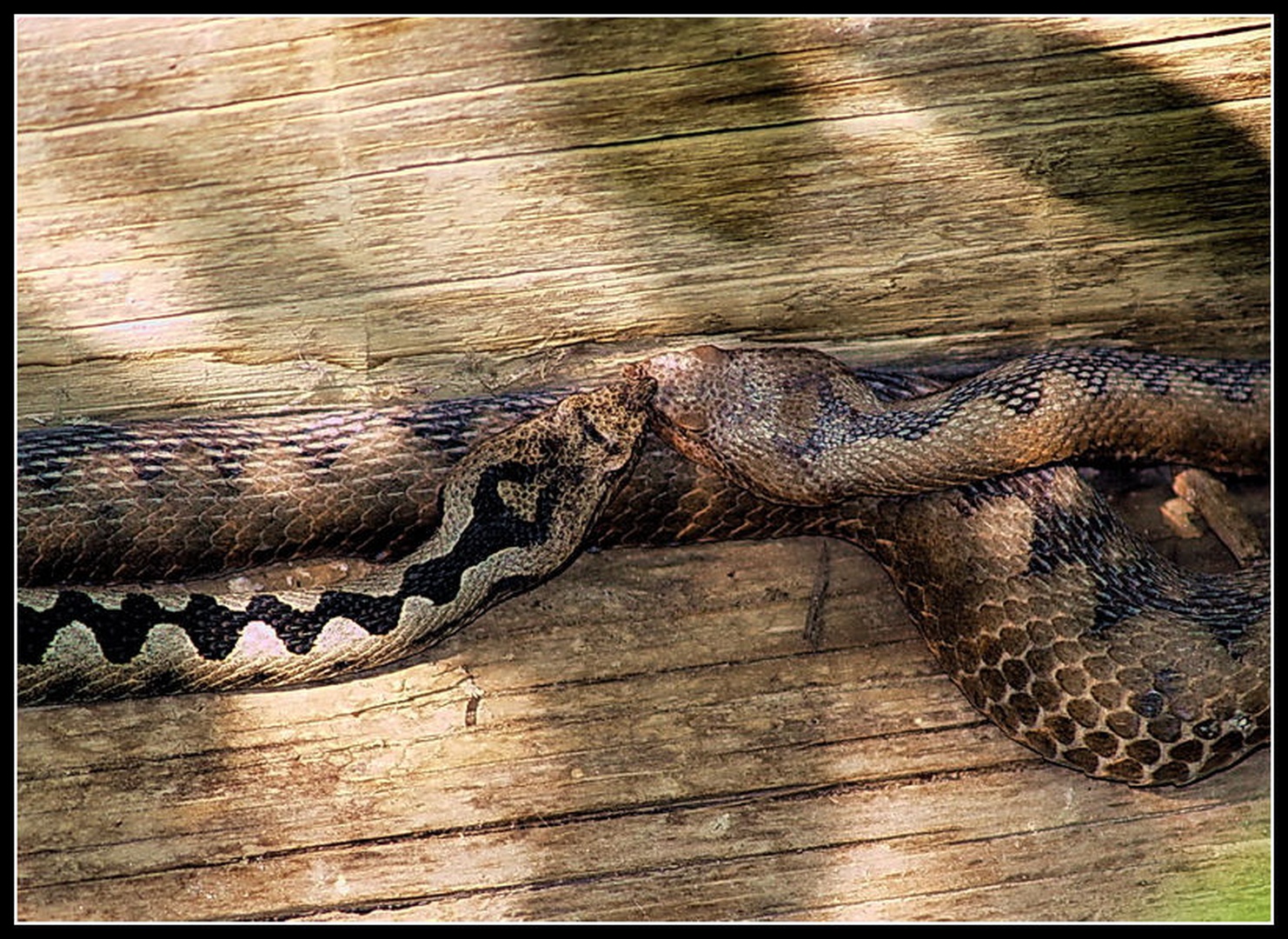 Snake love by Peter Mlakar