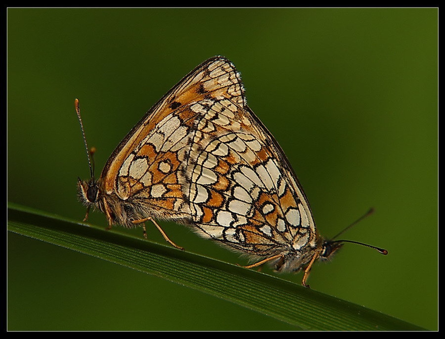 Butterfly love by Peter Mlakar
