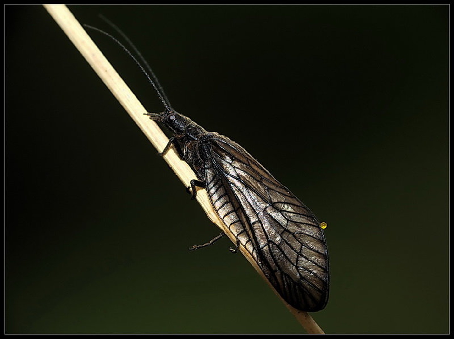 jezerska blatnica by Peter Mlakar