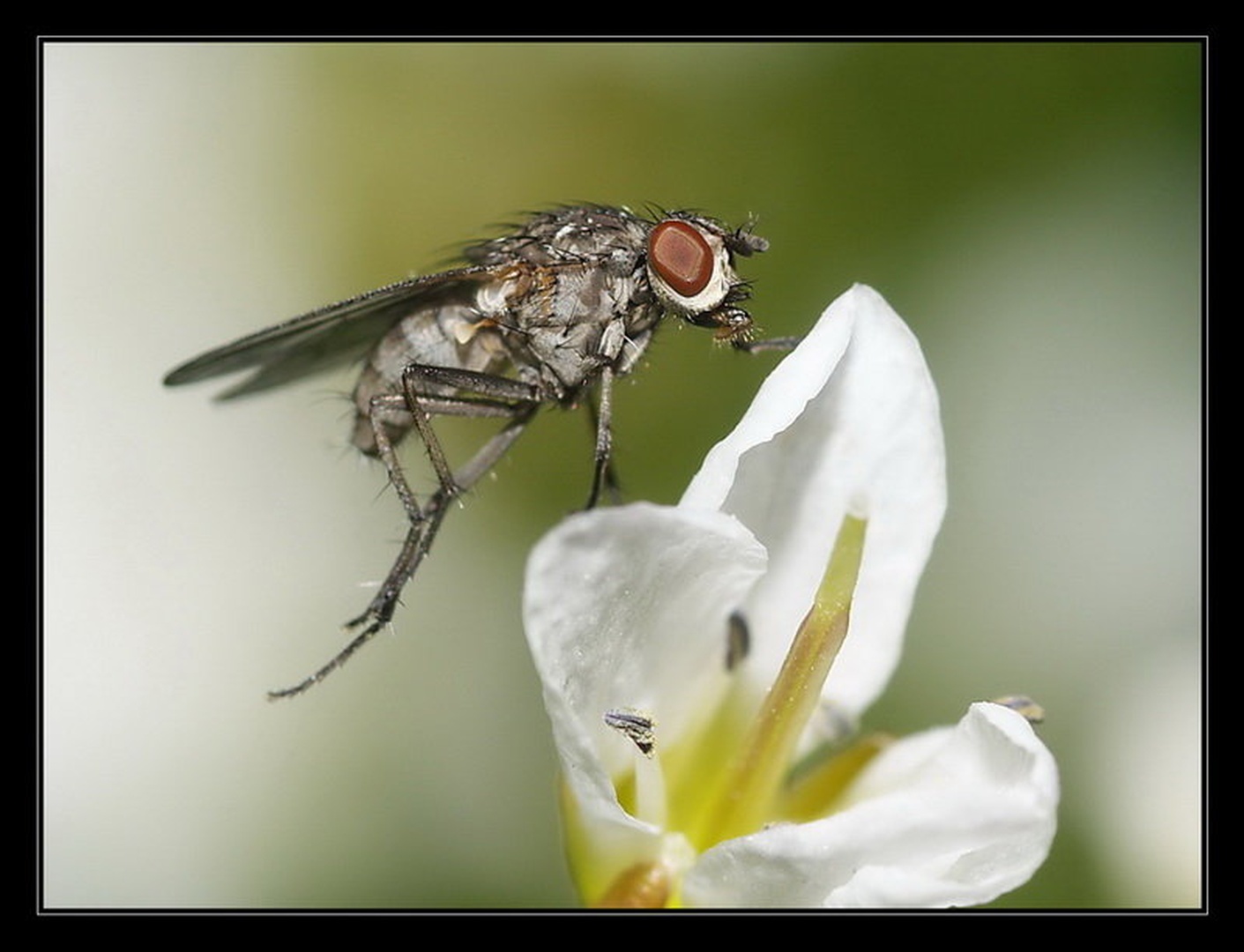 Fly by Peter Mlakar