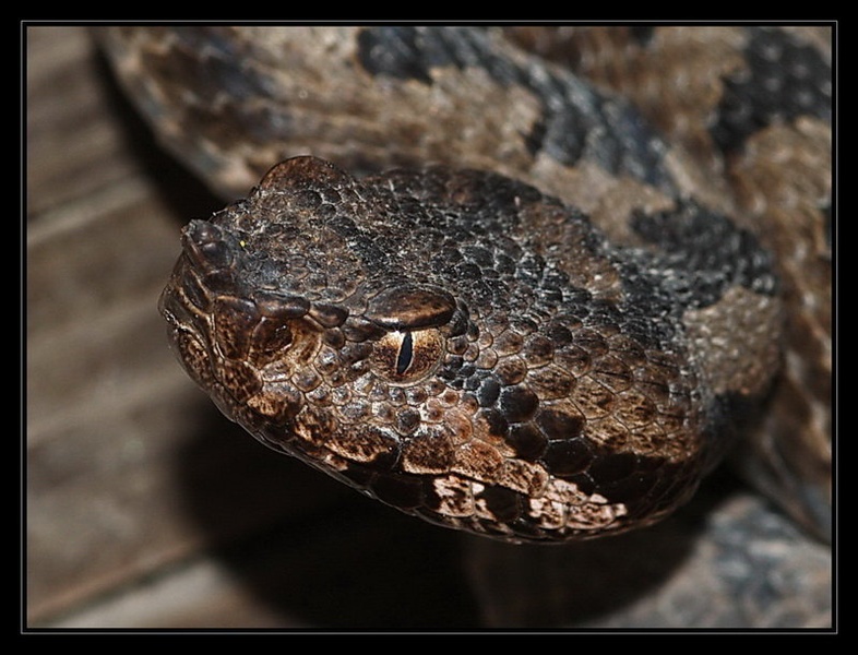 Angry... by Peter Mlakar