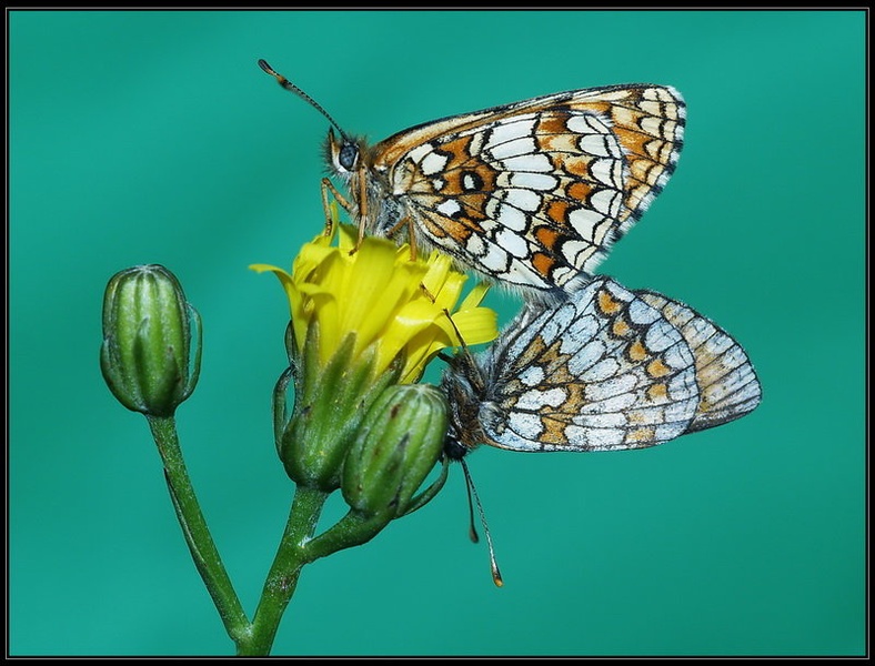 Buterrfly love by Peter Mlakar