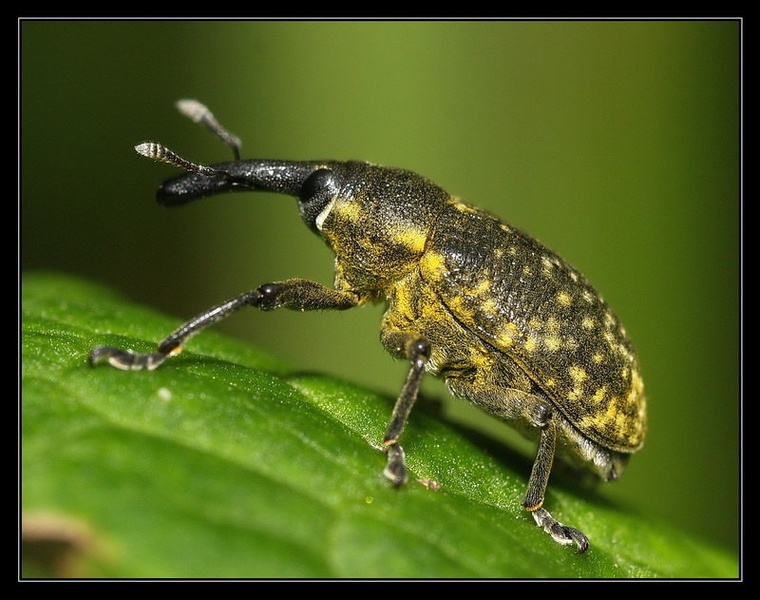 Beetle by Peter Mlakar