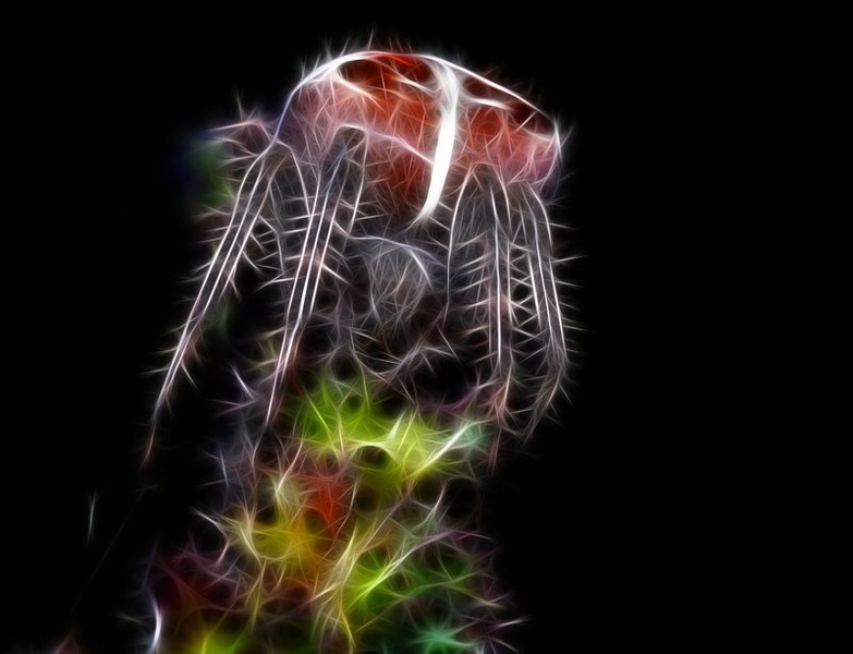 FireSpider by Peter Mlakar