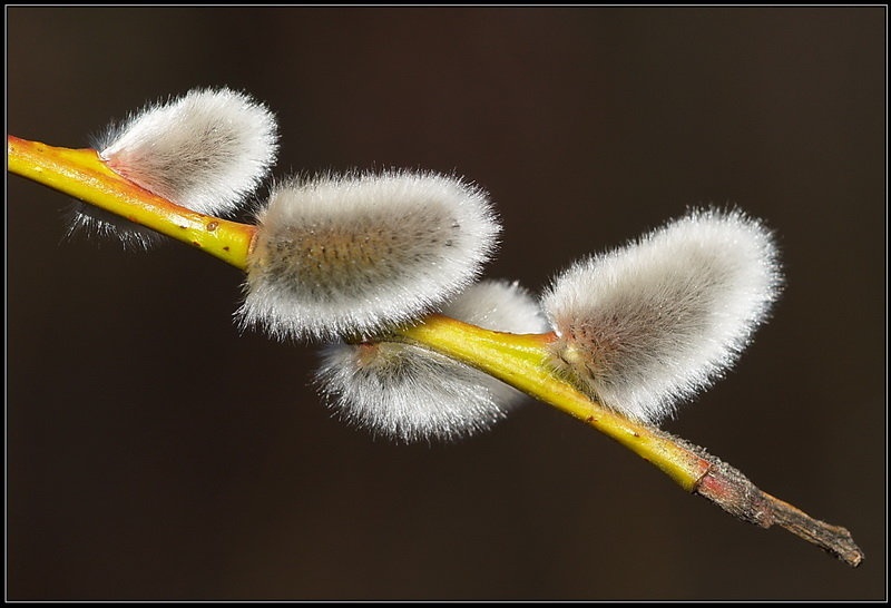Vrba by Peter Mlakar