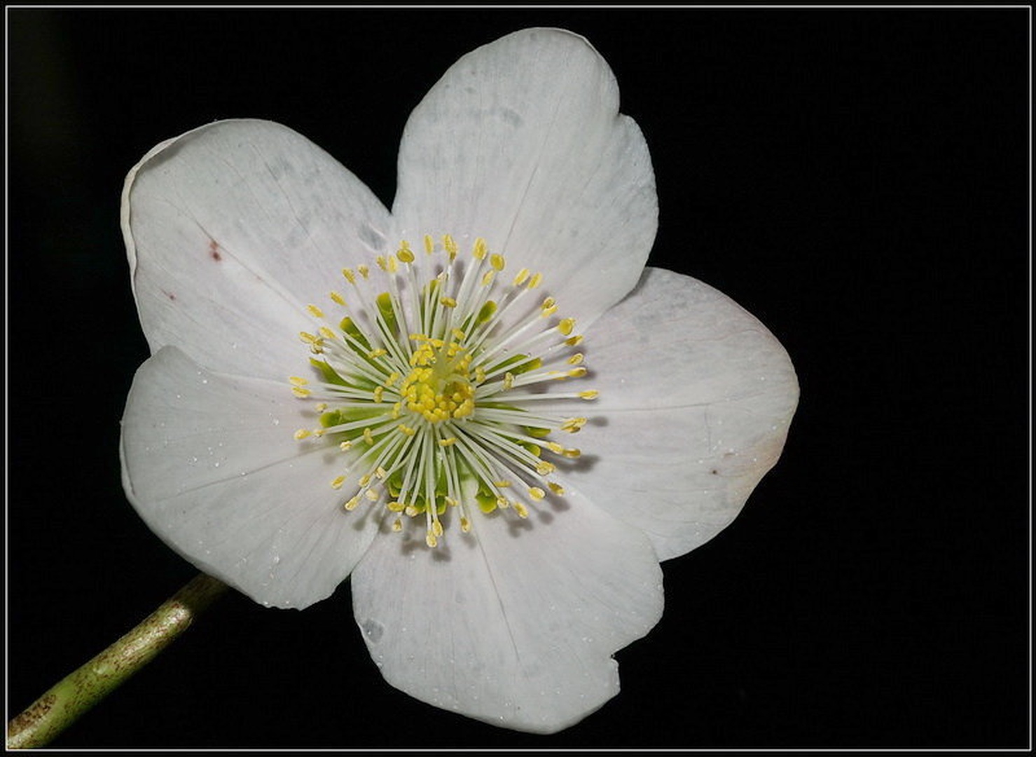 Helleborus niger by Peter Mlakar