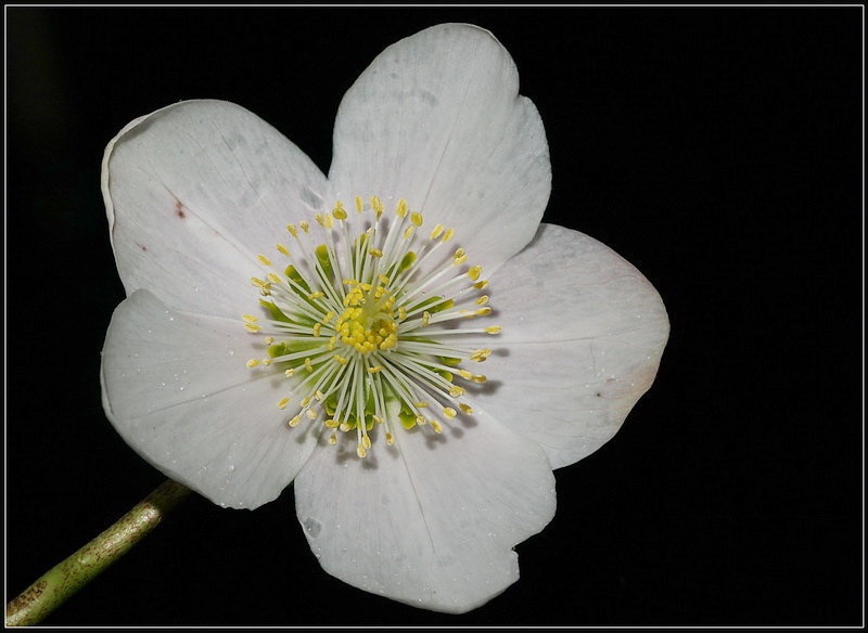 Helleborus niger by Peter Mlakar