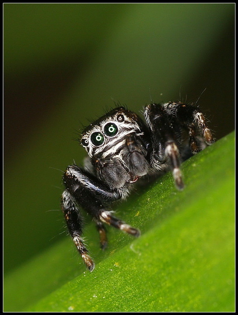 Jumper by Peter Mlakar