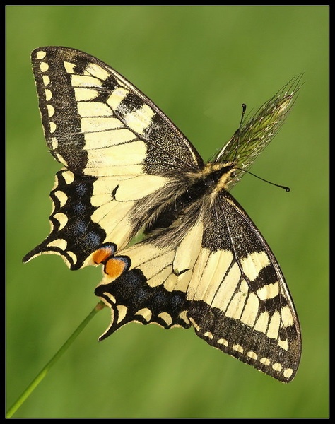 Papilio machaon by Peter Mlakar