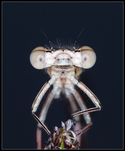 Hypnotic look by Peter Mlakar