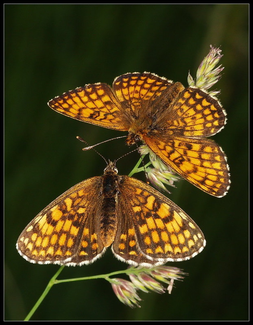 Butterfly Love by Peter Mlakar