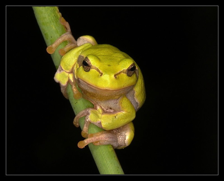Yes, Milord? by Peter Mlakar