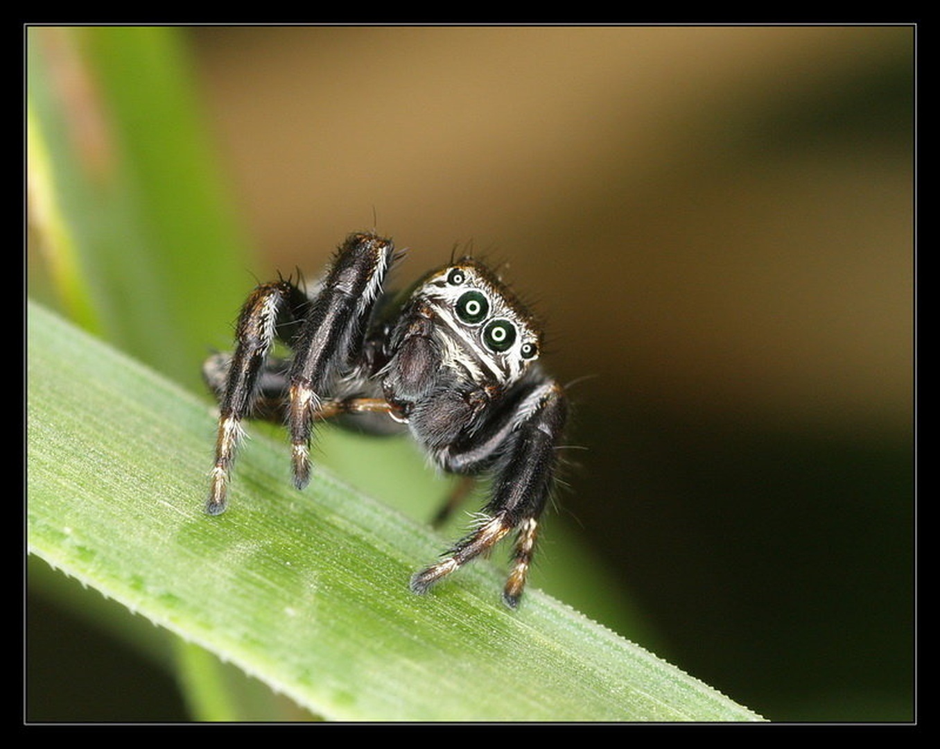 Jumpy by Peter Mlakar