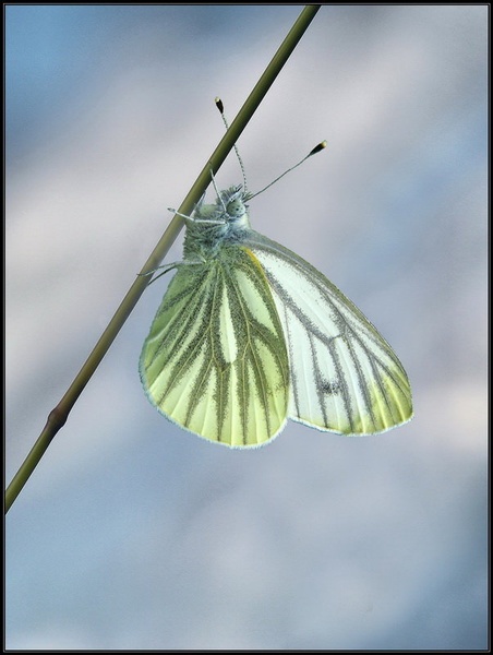 Pod sinjim nebom by Peter Mlakar