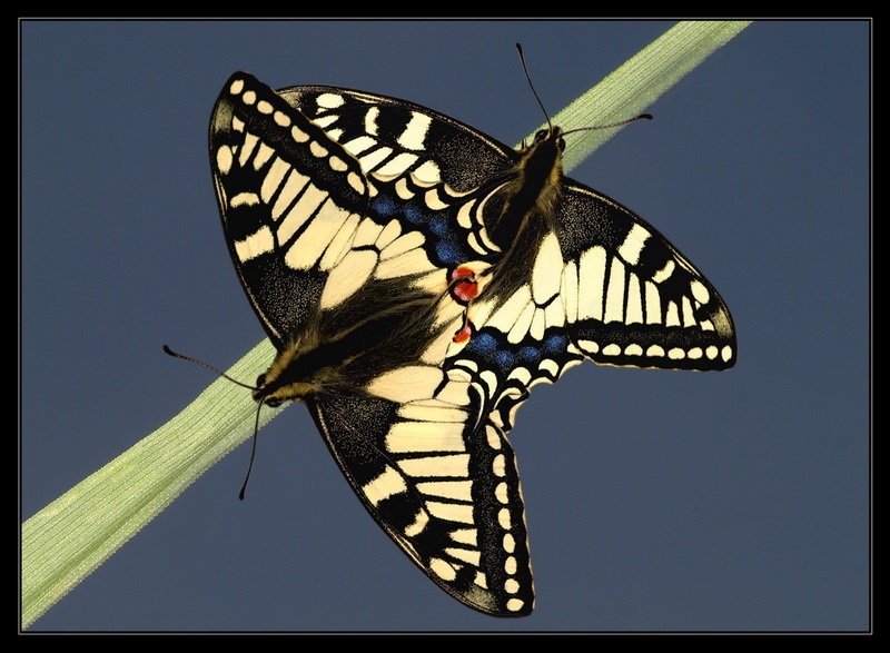 Butterfly love by Peter Mlakar