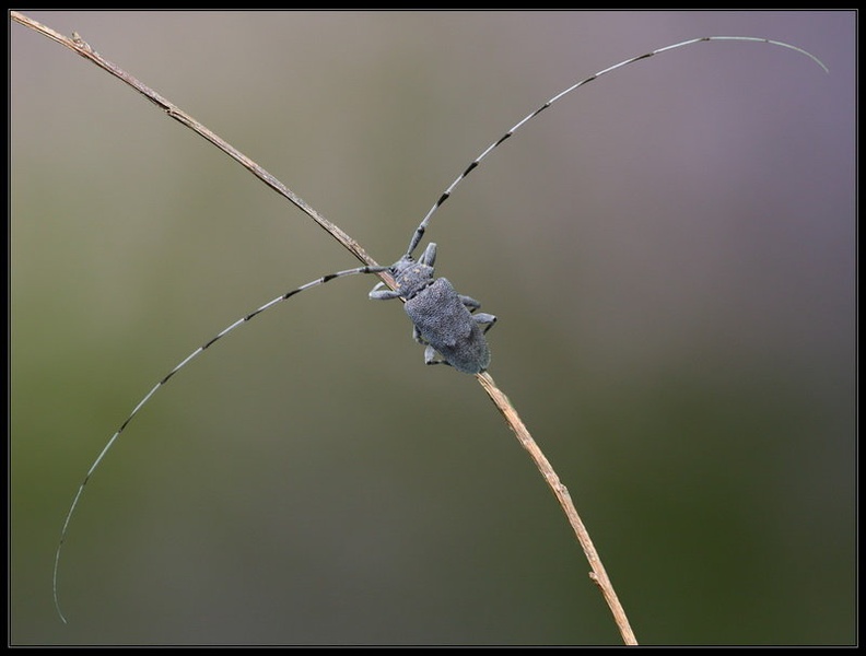 Linije by Peter Mlakar