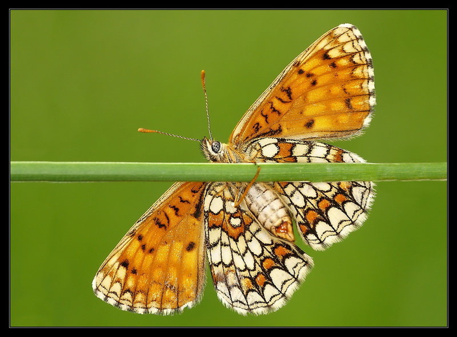 Horizontalna diagonala by Peter Mlakar