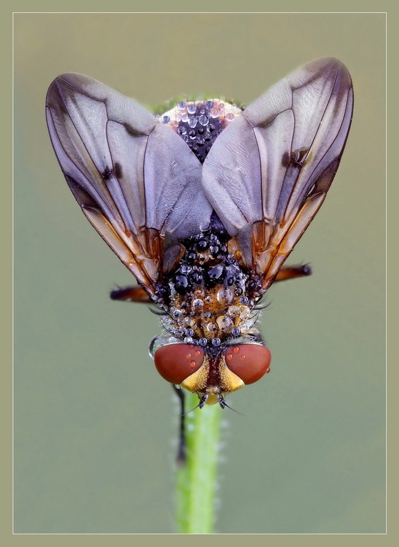 Fly by Peter Mlakar