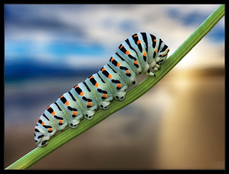 Caterpillar by Peter Mlakar