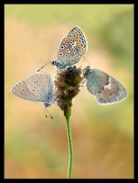 Trio by Peter Mlakar