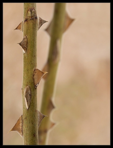Dof by Peter Mlakar